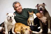 Cesar Millan Live - original host of